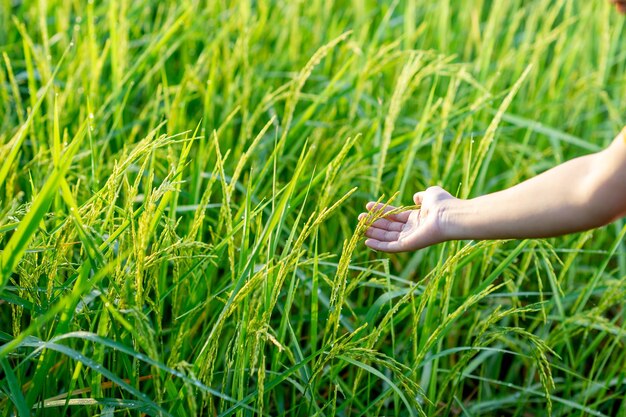 Foto sección media de la mano de una persona en la hierba en el campo