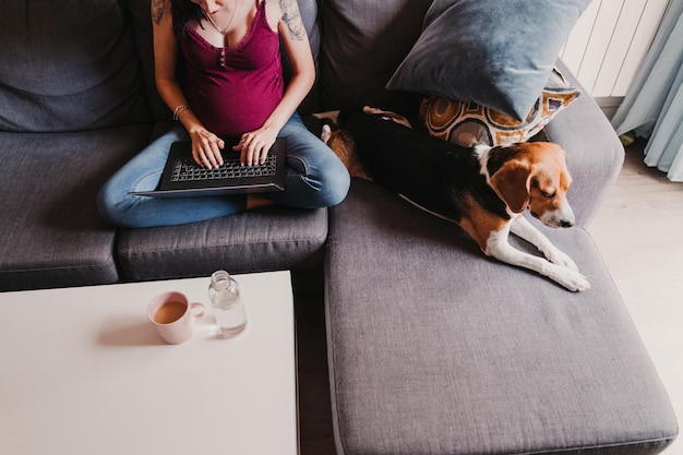 Sección media de una mujer embarazada usando una computadora portátil mientras el perro está sentado en el sofá