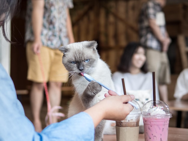 Sección media de una mujer sosteniendo un gato