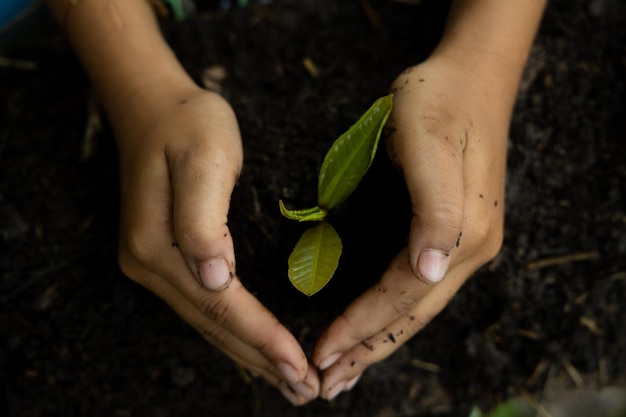 Foto sección media de una mujer sosteniendo una hoja