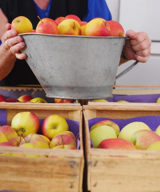 Foto sección media de una mujer sosteniendo manzanas en un recipiente en el mercado