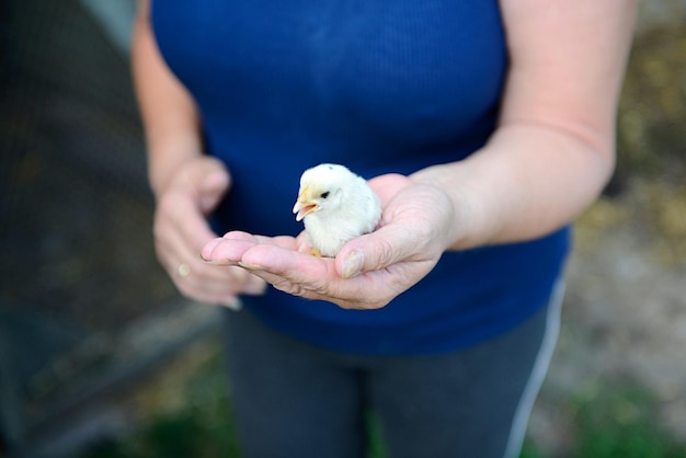 Foto sección media de una mujer sosteniendo un pájaro