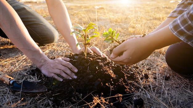 Foto sección media de una mujer sosteniendo una planta en el campo