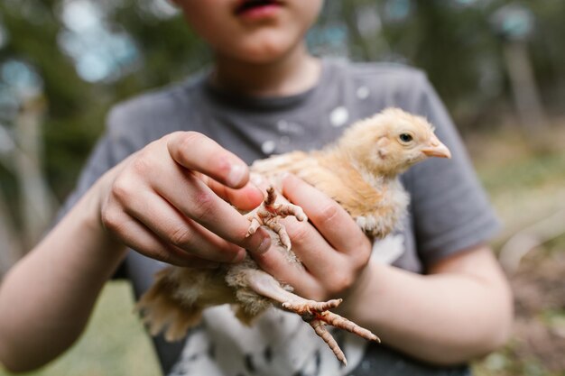 Foto sección media de un niño sentado con un pollo