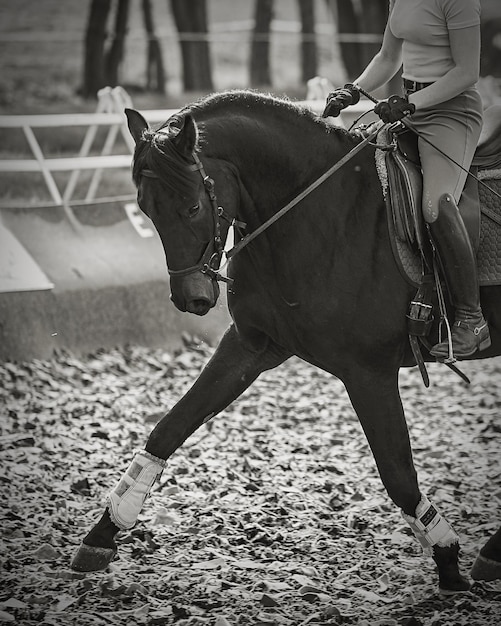 Sección media de una persona con un caballo al aire libre.