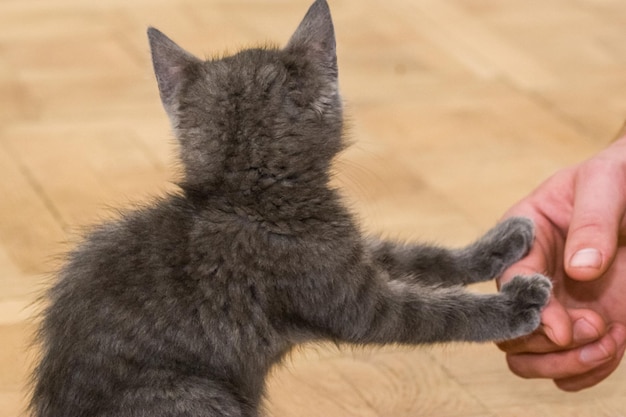 Sección media de una persona con un gato