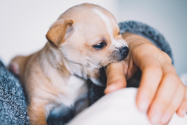 Foto sección media de una persona con un perro