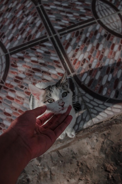 Foto sección media de una persona que sostiene un gato