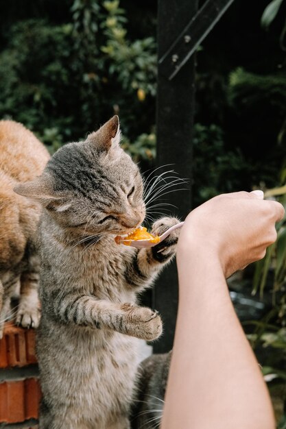 Foto sección media de una persona que sostiene un gato