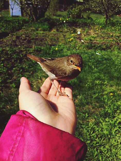 Sección media de una persona que sostiene un pájaro pequeño