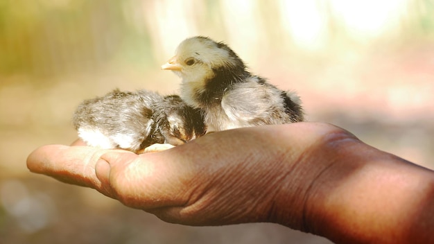 Foto sección media de la persona que sostiene el pájaro