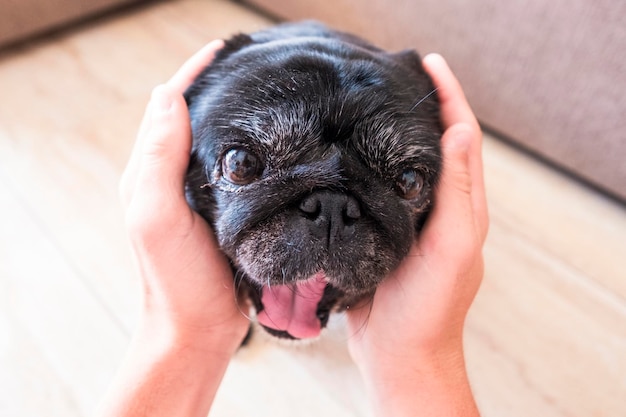 Foto sección media de una persona que sostiene a un perro pequeño