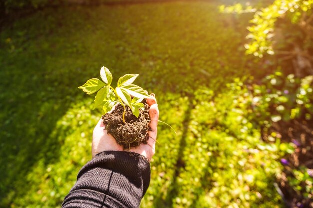 Sección media de la persona que sostiene la planta con flores