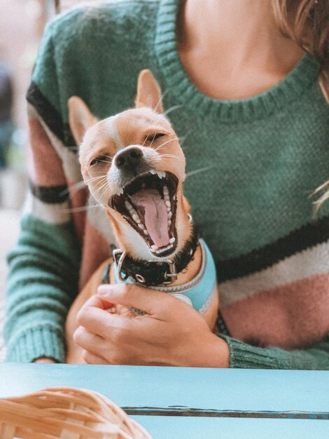 Foto sección media de una persona que tiene un perro pequeño en casa