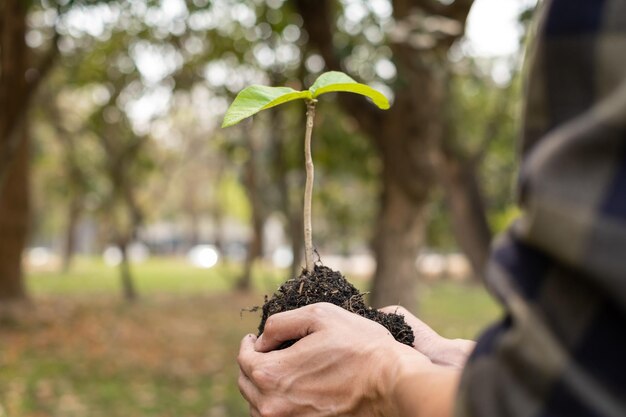 Foto sección media de la persona que tiene la planta