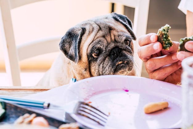 Sección media de una persona sosteniendo un perro pequeño en la mesa