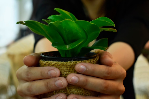 Foto sección media de la planta de la mujer