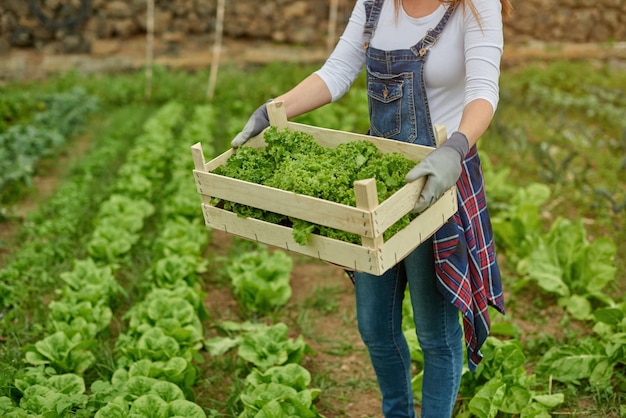 Sección media de la planta de la mujer