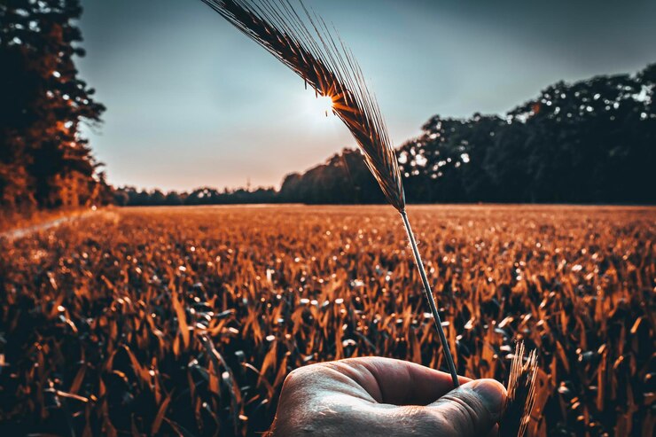Foto sección media de trigo creciendo en el campo contra el cielo