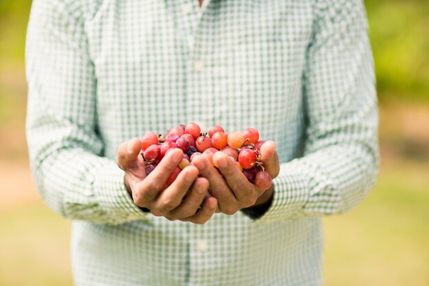 Sección media del viticultor con uvas
