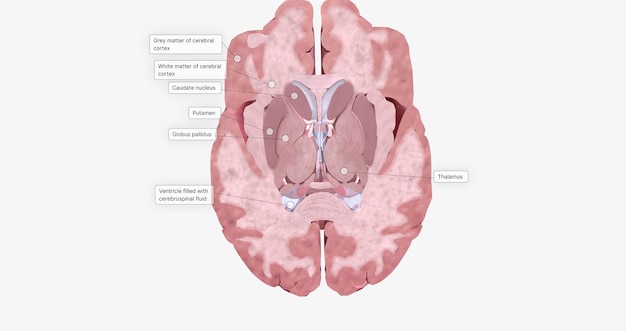 La sección transversal axial transversal del cerebro