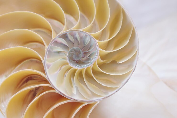 Foto sección transversal en espiral de la proporción dorada de una concha de nautilus que muestra la simetría de fibonacci y la estructura de remolino