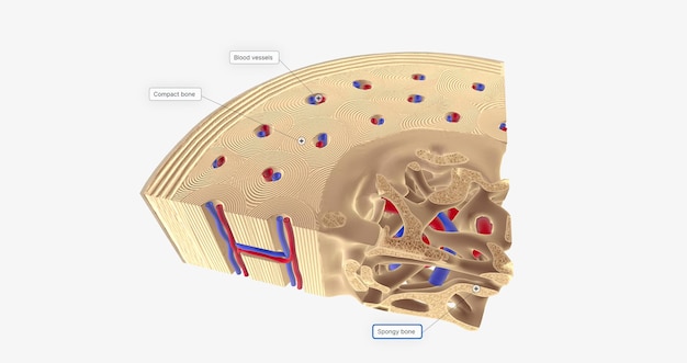 La sección transversal del hueso sano