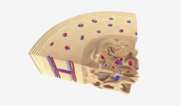 La sección transversal del hueso sano