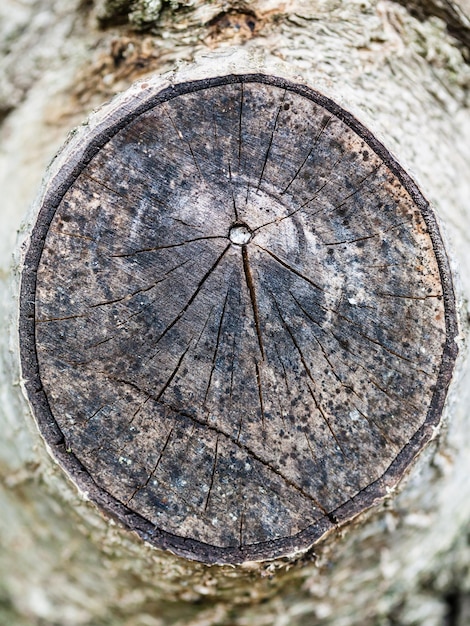 Sección transversal de la rama de un árbol de nuez