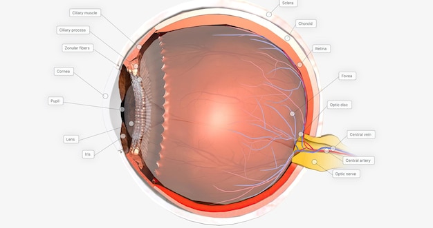 Foto la sección transversal sagital del ojo