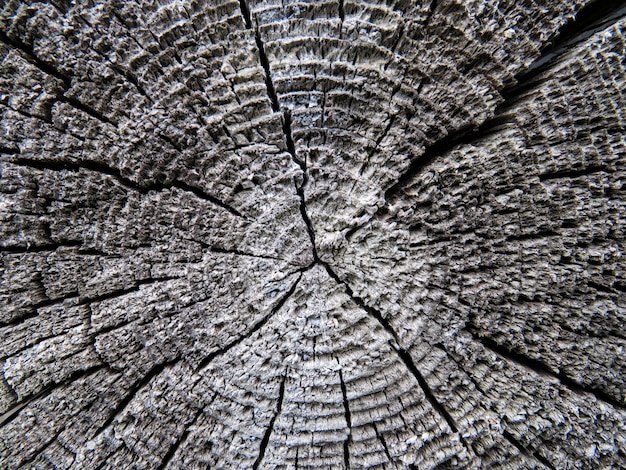 Sección transversal del tronco de un árbol que muestra los anillos de crecimiento