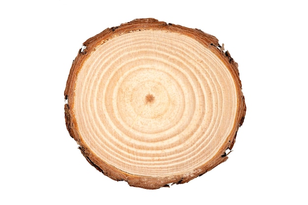 Sección transversal del tronco del árbol que muestra anillos de crecimiento