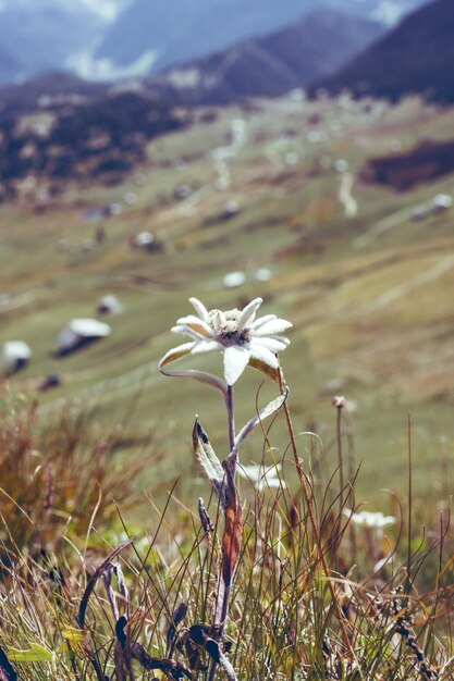 Seceda. Dolomiten