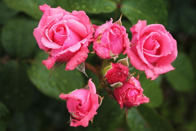 Sechs Knospen schöner zarter Rosen in einem Feengarten