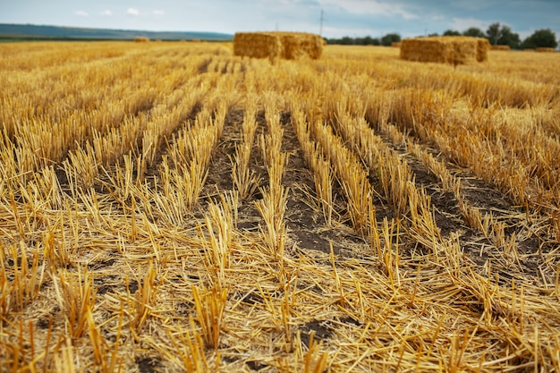 Seco campo de trigo con pajar en día de verano.