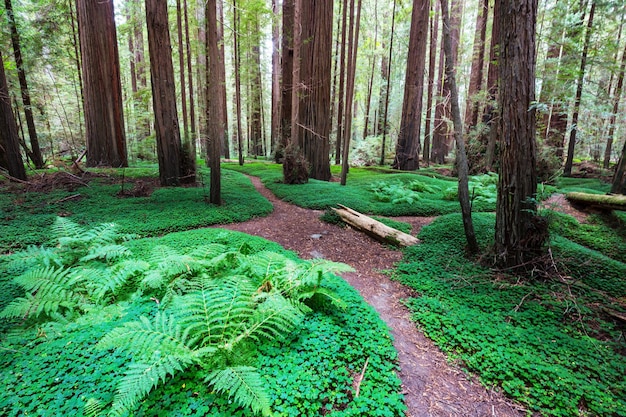 Secoyas en el bosque del norte de California, EE.