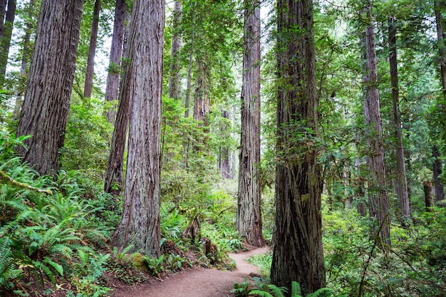 Secoyas en el bosque del norte de California, EE.