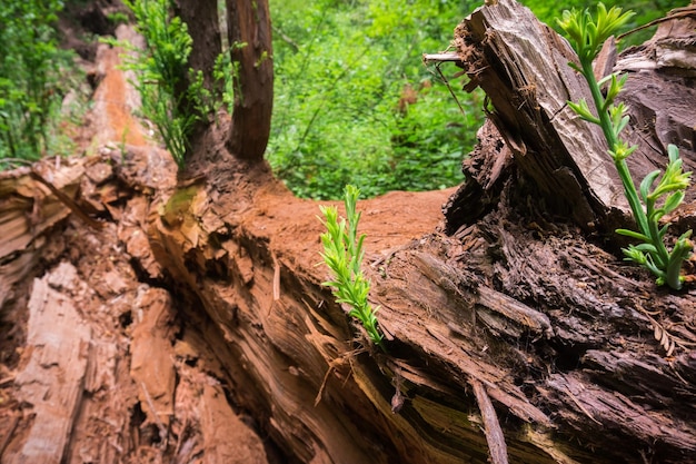 Secoyas diminutas brotan Sequoia sempervirens en el registro de un viejo árbol caído recientemente California