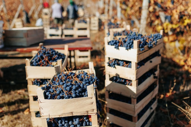 Foto el secreto de los viñedos reveló una caja adornada con uvas negras maduras se erige como un testigo silencioso de