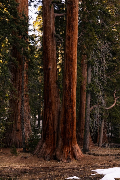 Secuoyas en el Parque Nacional Sequoia, California