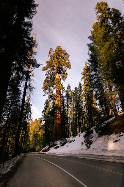 Secuoyas en el Parque Nacional Sequoia, California