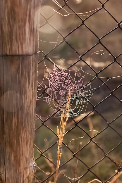 Seda de telaraña con gotas de rocío