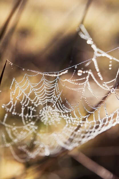 Seda de telaraña con gotas de rocío