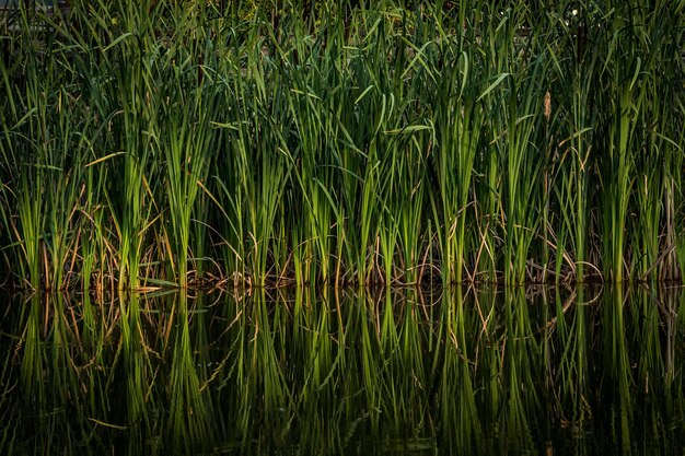 Sedge ao longo da margem da lagoa. reflexão do espelho. superfície da água. lago calmo.