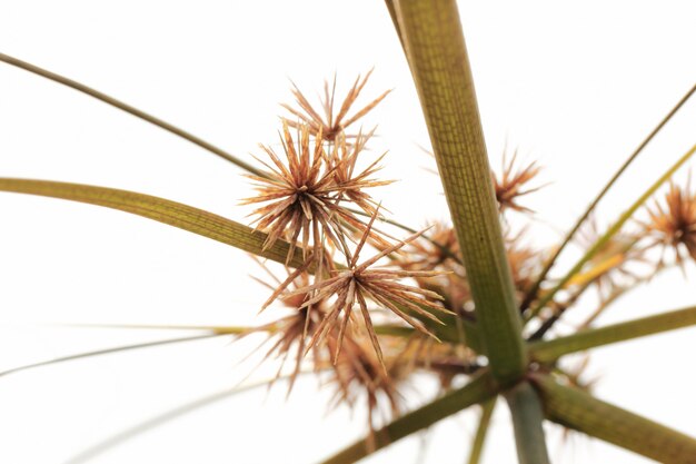 Sedge flores sobre fundo branco