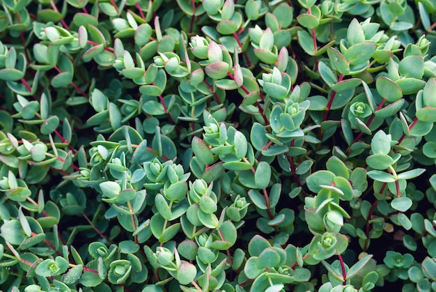 Sedum ewersii - Fetthenne-Pflanze für den botanischen Hintergrund der grünen Natur
