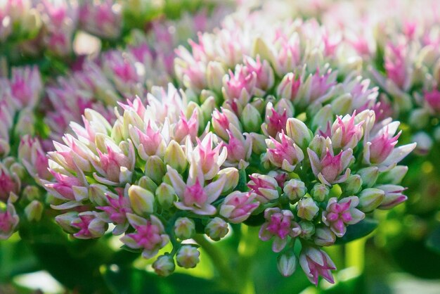 Sedum Una flor rosa Un género de suculentas de la familia Tolstyanaceae Una tarjeta de felicitación Jardinería