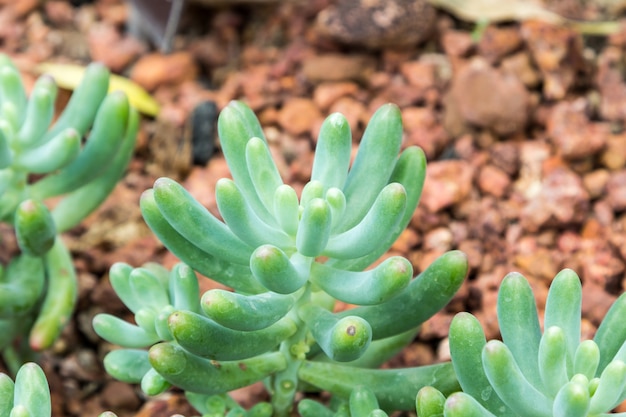 Sedum pachyphyllum Anlage im saftigen Garten