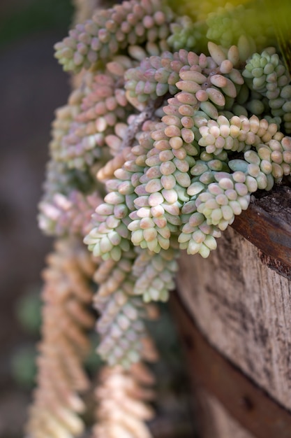 Sedum planta suculenta