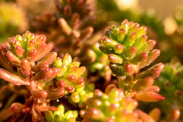 Sedum rubrotinctum plantas ornamentales vista de cerca